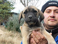 formentino fawn cane corso puppy